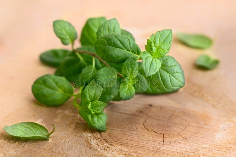 Fresh green leaves of mint stock image. Image of meal 30700887