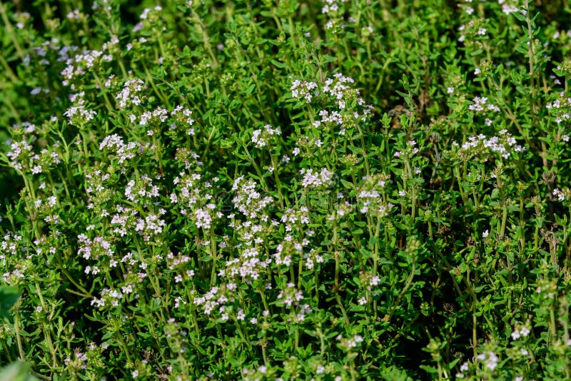 Fresh green leaves of organic thyme plant in an aromatic herbs garden