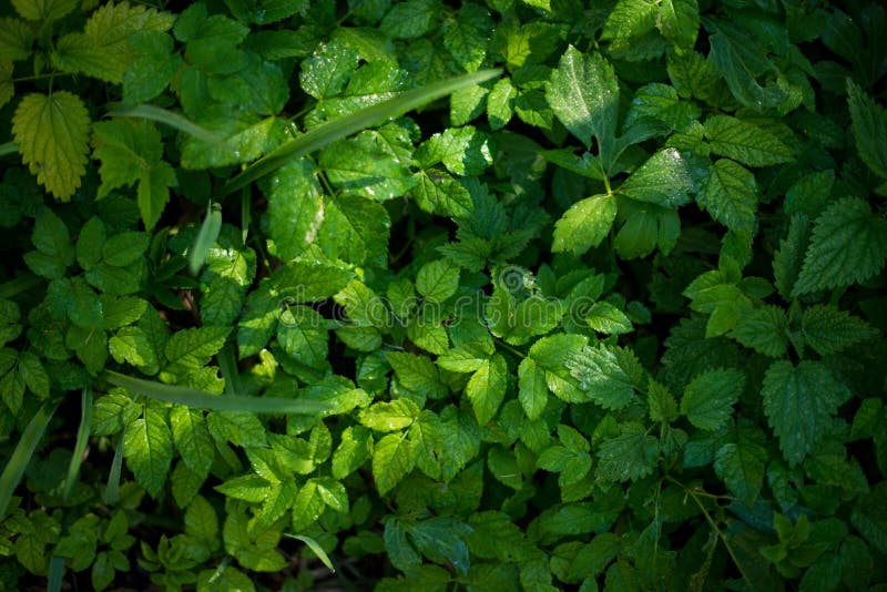 Fresh green leaves of plants. Forest nature background texture. royalty free stock photo Fresh green leaves of plants. Forest nature background texture. royalty free stock photo