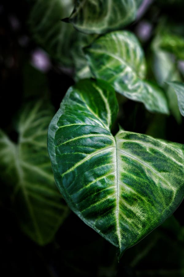 Taken at the office, to a plant that is growing awesome and it's leaves are shiny. Taken at the office, to a plant that is growing awesome and it's leaves are shiny