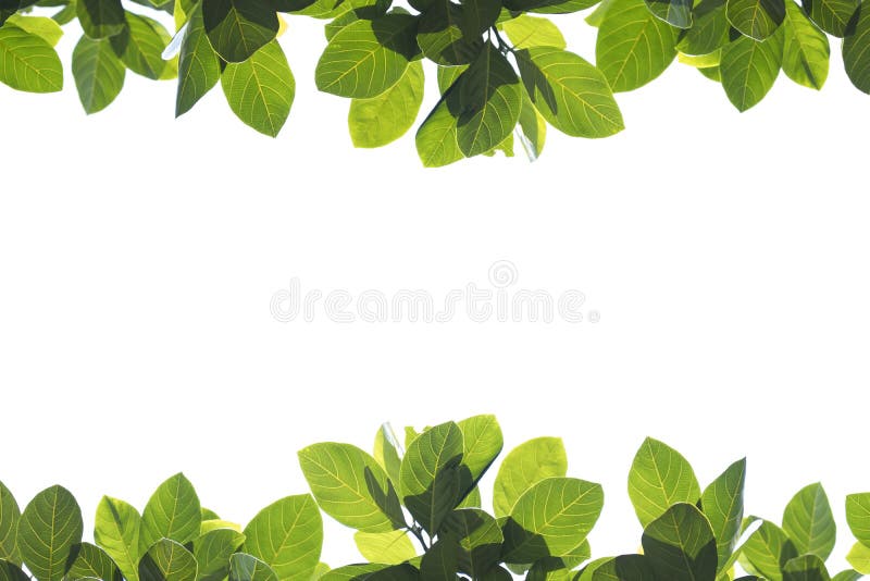 1,489,419 White Background Leaves Stock Photos Free & RoyaltyFree