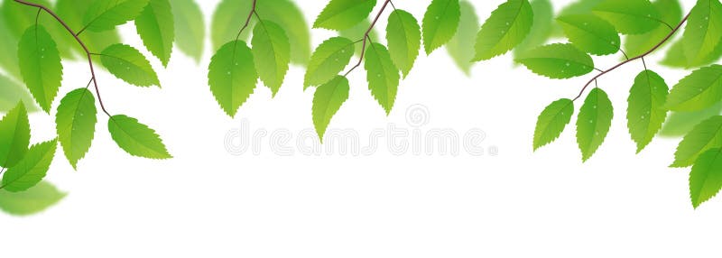 Fresh green leaves royalty free illustration