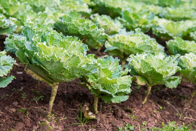 Fresh green lettuce stock image. Image of fiber, food 35936913