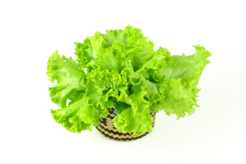 Fresh Green Lettuce, Green Leaf Salad Stock Photo Image of salad