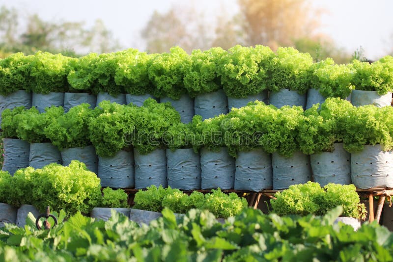 https://thumbs.dreamstime.com/b/fresh-green-lettuce-grow-farm-agriculture-bag-healthy-good-nutrition-vegetable-salad-168149926.jpg