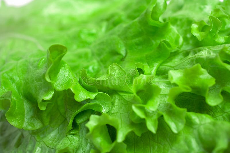 Fresh green Lettuce salad