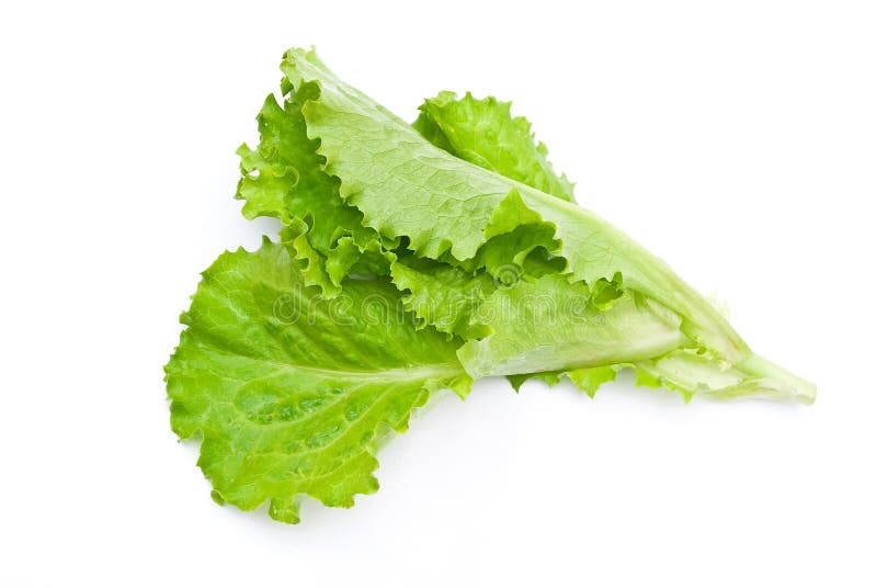 Fresh green lettuce salad