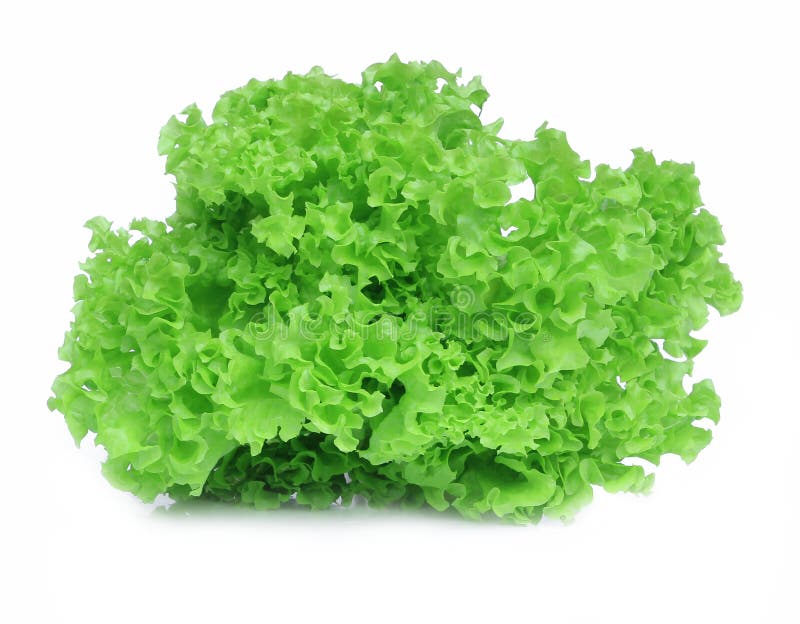Fresh green lettuce salad stock photo. Image of food 25733164