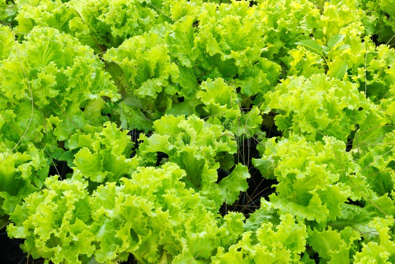 Fresh green Lettuce salad stock image. Image of close 38738557