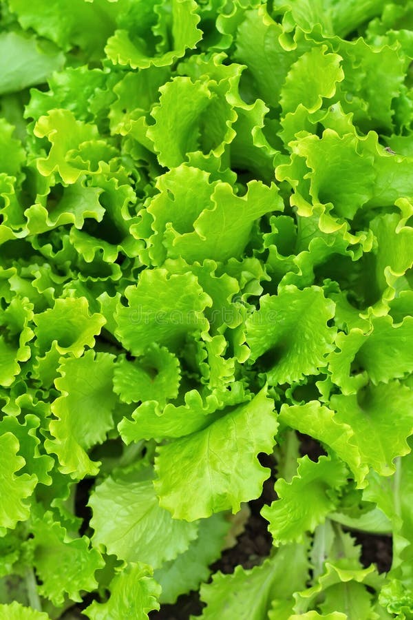 Fresh green fern leaves stock photo. Image of bush, botany 40694136