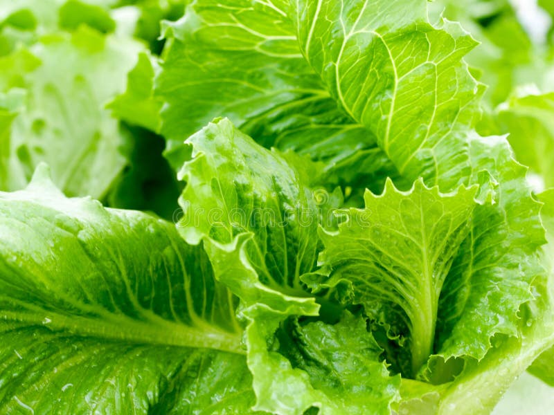 Fresh Green Lettuce Salad Closeup Stock Photo Image of food, healthy 79400058