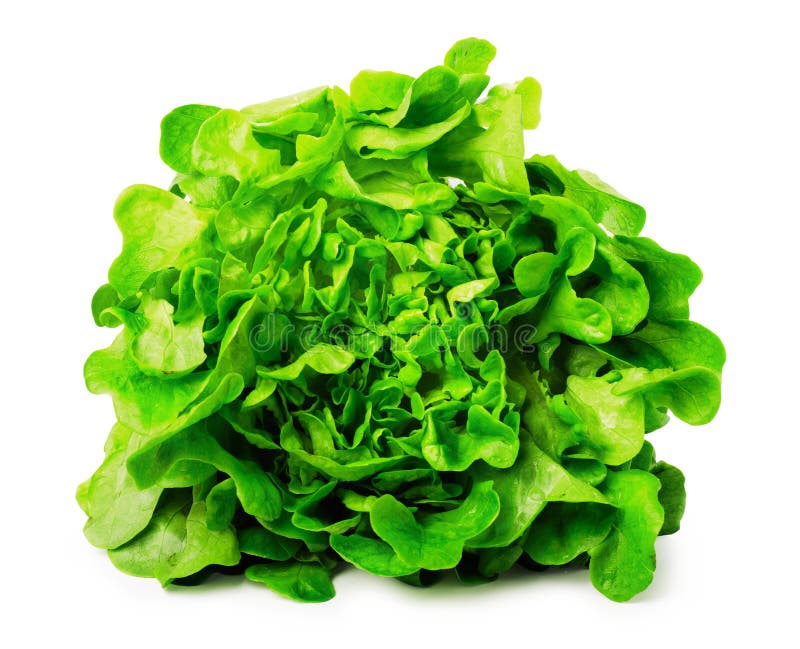Fresh green lettuce salad stock photo. Image of ingredient 84404736