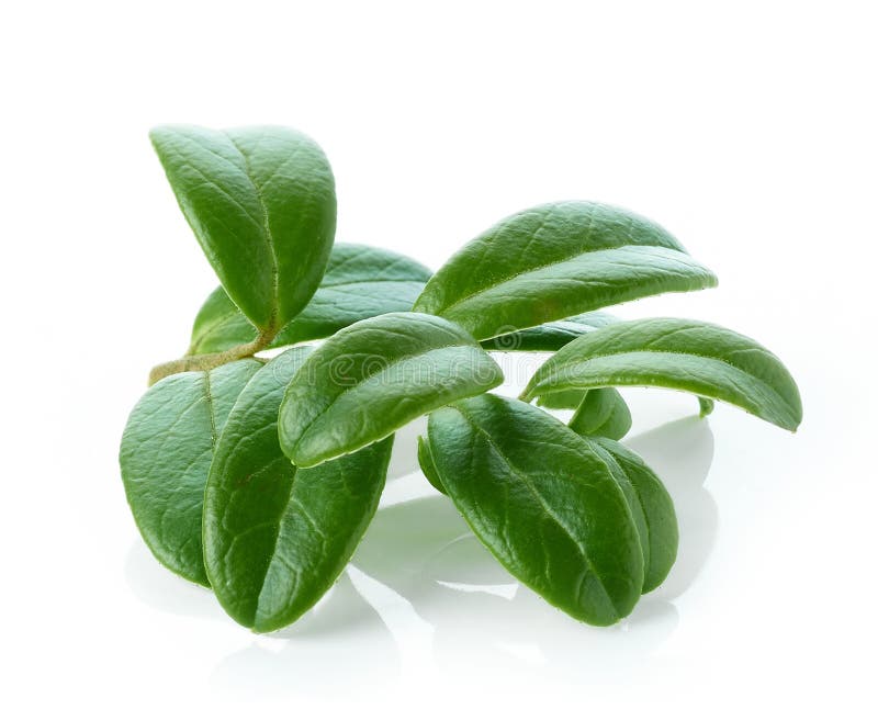 Čerstvý zelený brusnicový listy izolované na bielom pozadí.