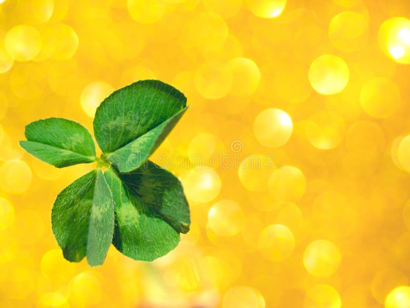 Lucky Clover: Ai không muốn may mắn đến với mình? Lucky Clover là loại cây mang lại may mắn và tài lộc cho chủ nhân. Hãy tận hưởng những cảm giác tuyệt vời khi ngắm nhìn bức ảnh Lucky Clover kiêu sa, may mắn sẽ đến với bạn!