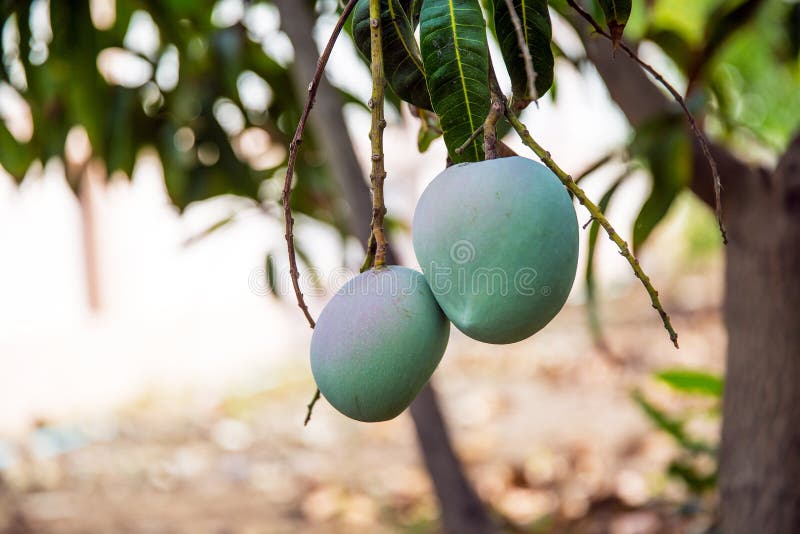 Fresh Green Mango Fruit on the Tree Stock Photo Image of growing