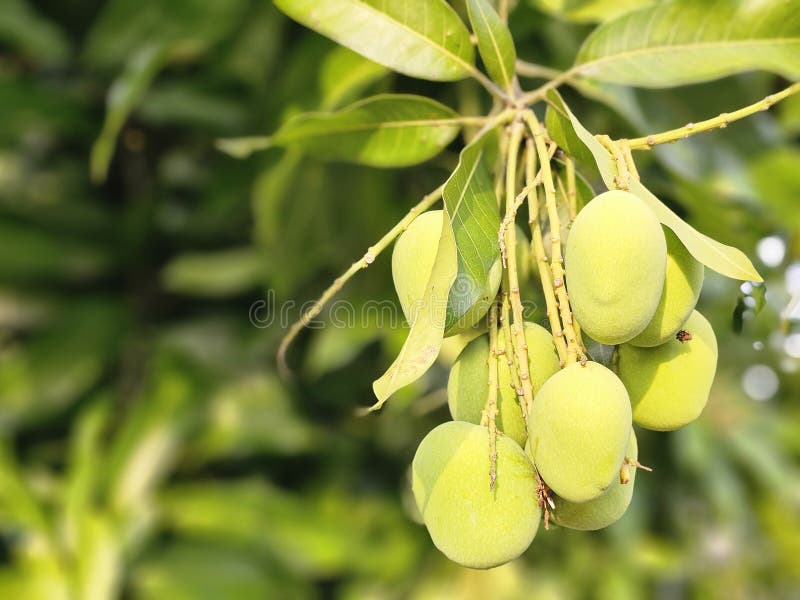 Verse groene mango's hangend aan een tak in natuurlijk zonlicht stock afbeelding