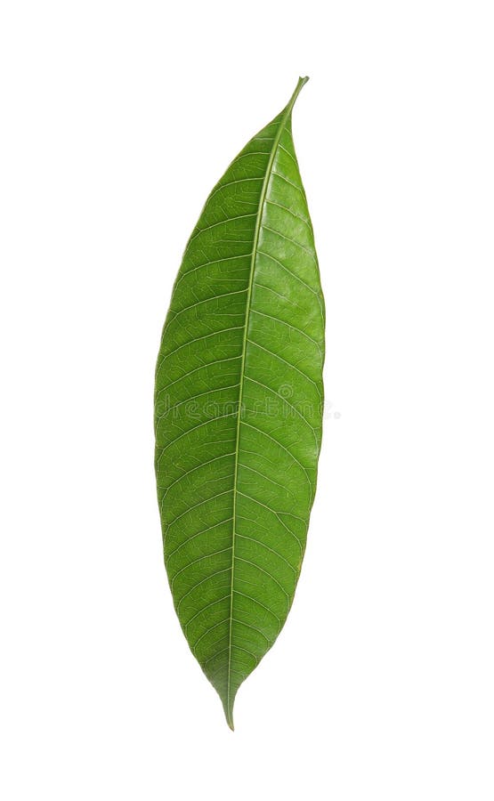 Fresh green mango leaf stock image. Image of environmental 140209549