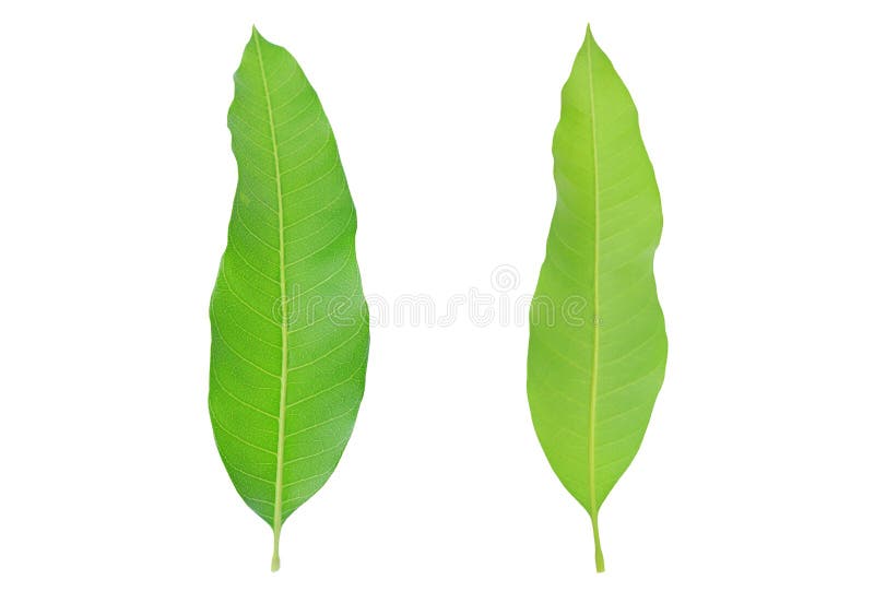 Fresh Green Mango Leaves Isolated on White Background Stock