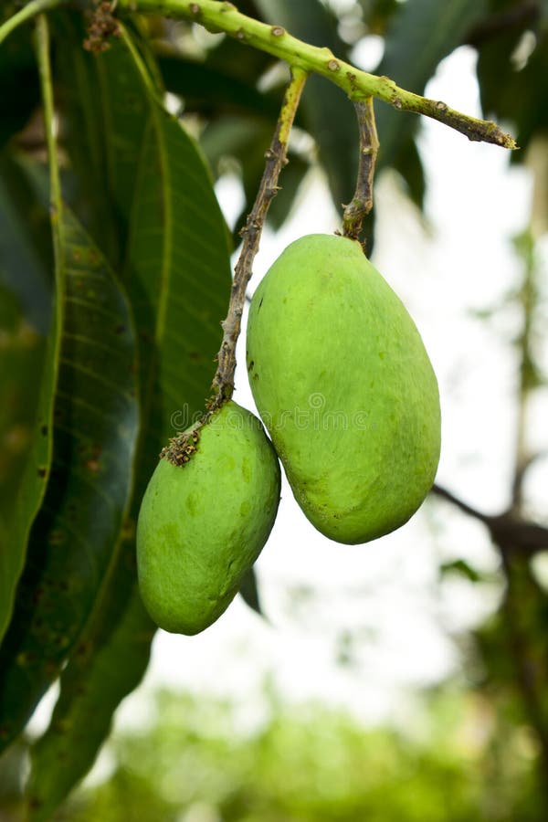 Fresh green mangoes stock image. Image of closeup, healthy 244072331