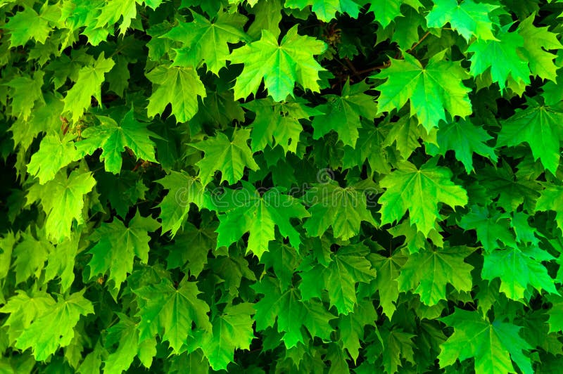 Fresh green maple leaf texture