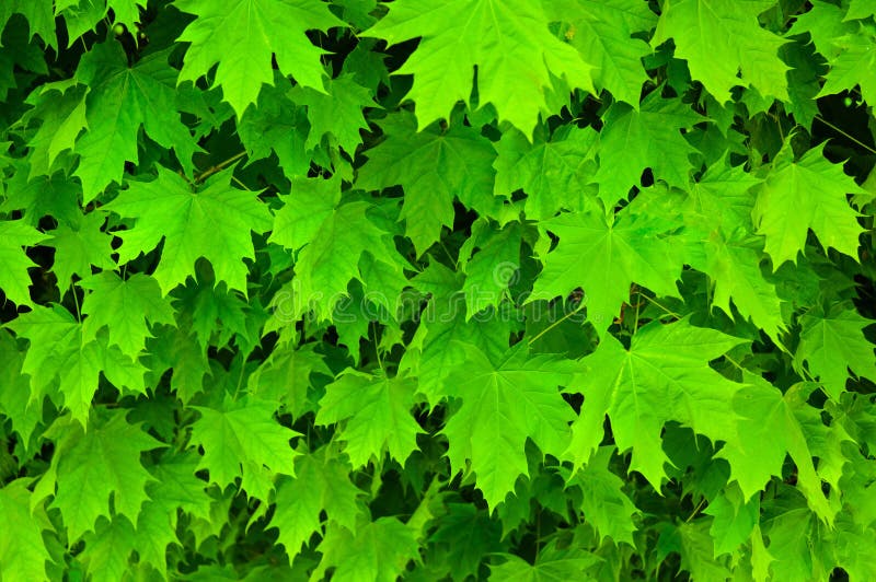 Fresh green maple leaves