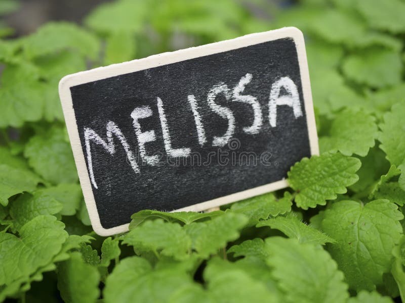 Fresh green Melissa plants stock photography Fresh green Melissa plants stock photography