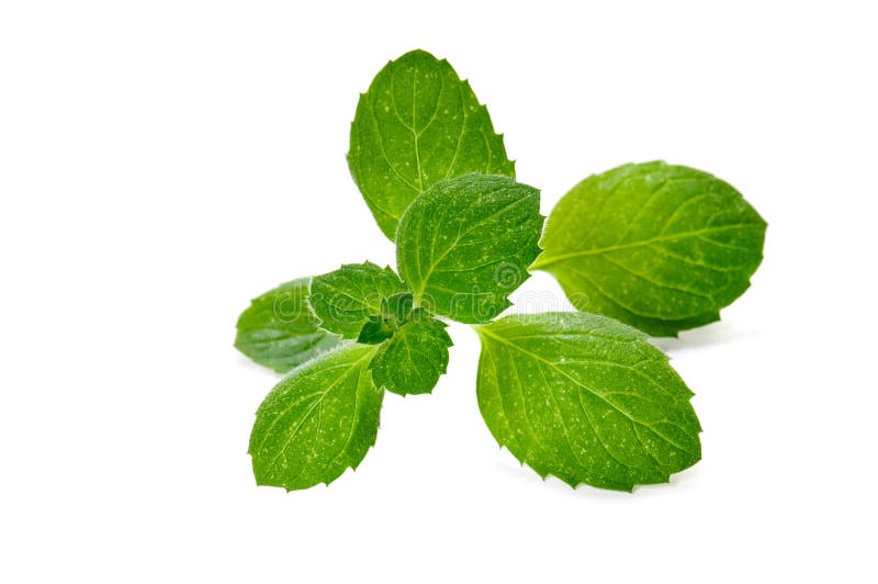 Green mint Leaf stock image. Image of mint, green, freshness 33164989