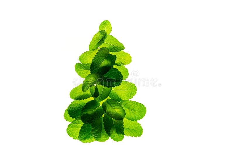 Fresh green mint leaves as Christmas tree on white background, isolated.