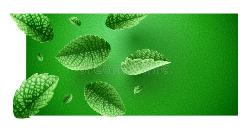 Fresh green mint leaves on banner design with copyspace stock illustration Fresh green mint leaves on banner design with copyspace stock illustration