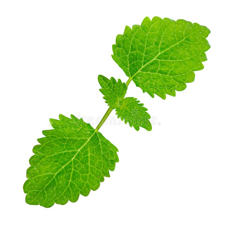 Fresh green mint leaves isolated on white background. Melissa herb closes up