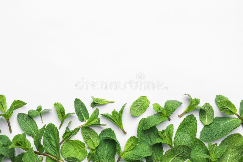 Fresh green mint leaves on white background,  view