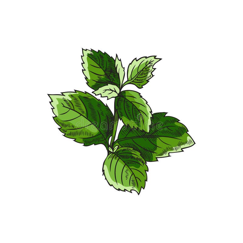 Fresh Green Mint or Lemon Balm Leaves Sketch Vector Illustration