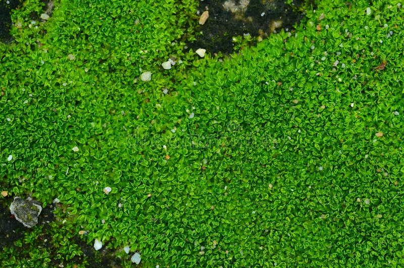 Fresh Green Moss on Background Stock Image Image of background, plant