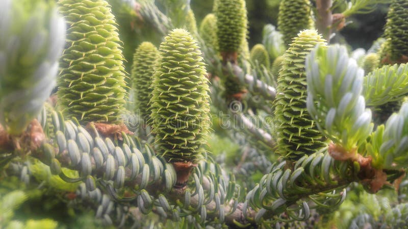 Fresh green needles royalty free stock images