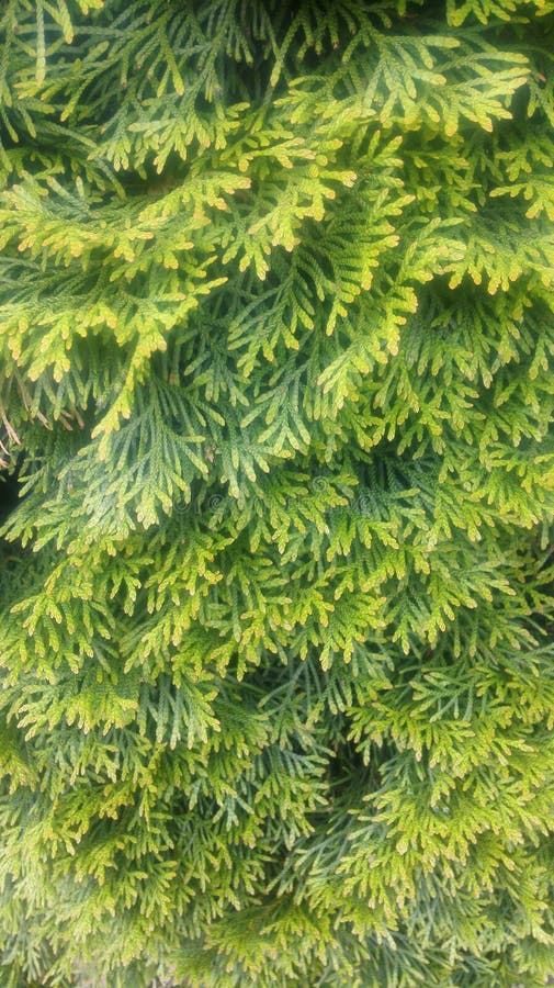 Fresh green needles stock images