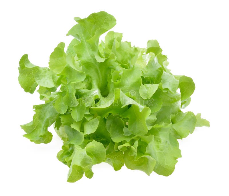 Fresh Green Oak Lettuce Leaf Stock Image Image of lettuce, green