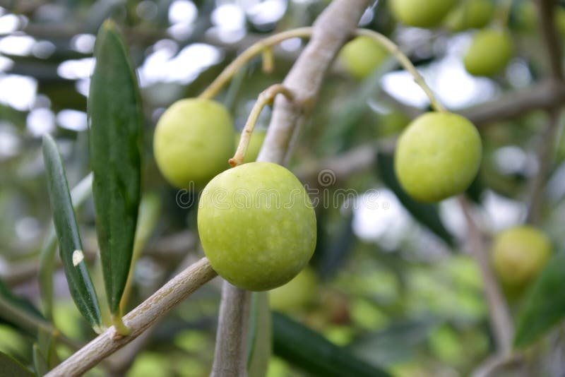 Fresh green olive fruit grow on olives tree