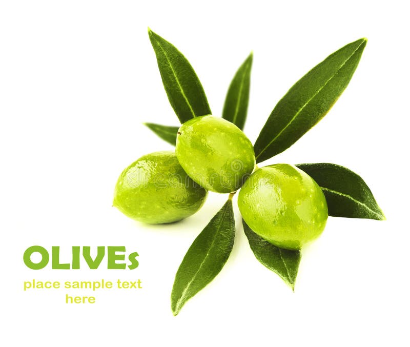 Fresh green olives branch stock photo. Image of cuisine 21559892