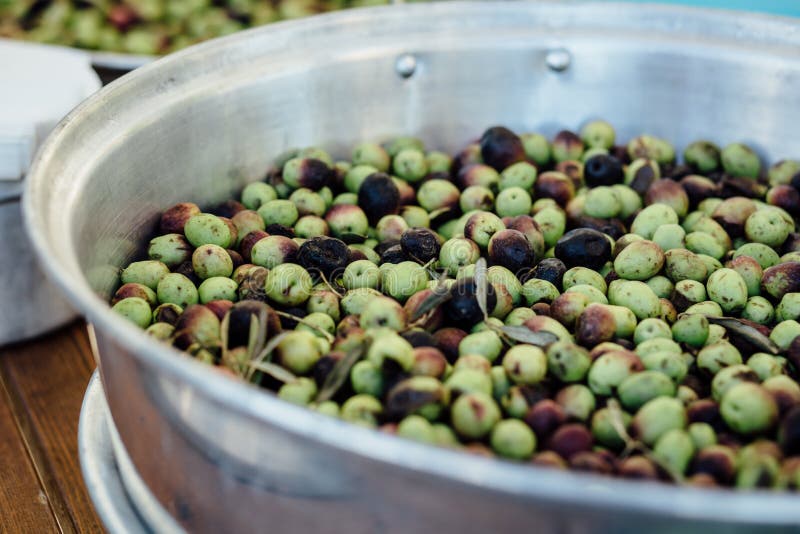 Fresh Green Olives Harvest. Natural Environment. Stock Image Image of