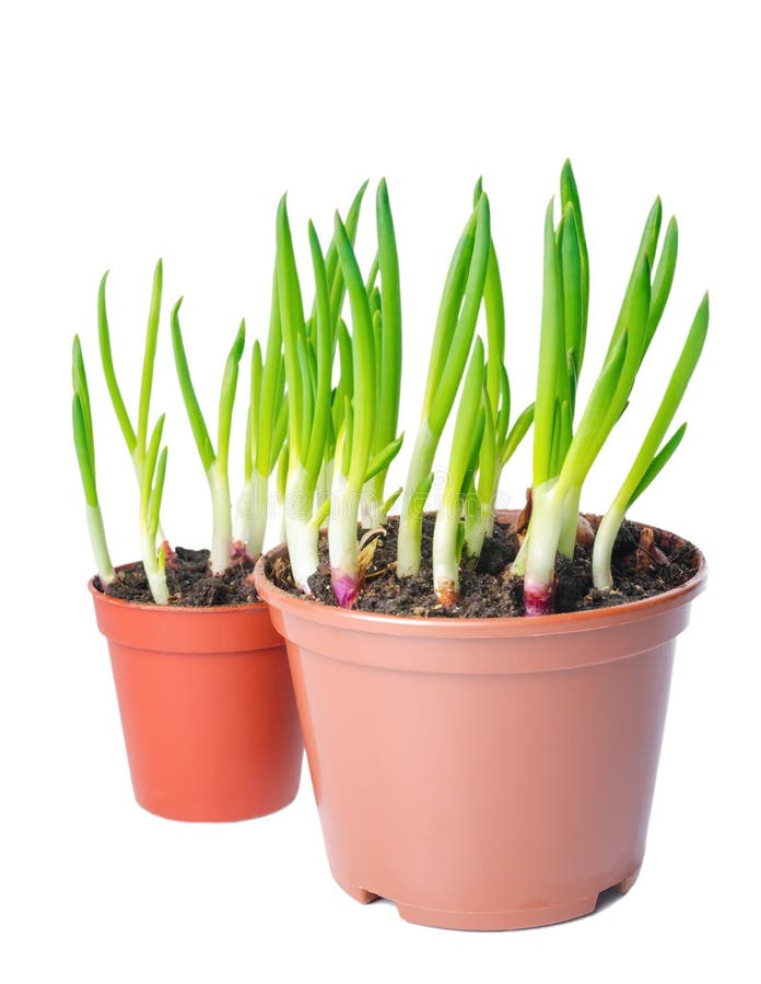 Green onion in a pot stock image. Image of onion, plant 37479637