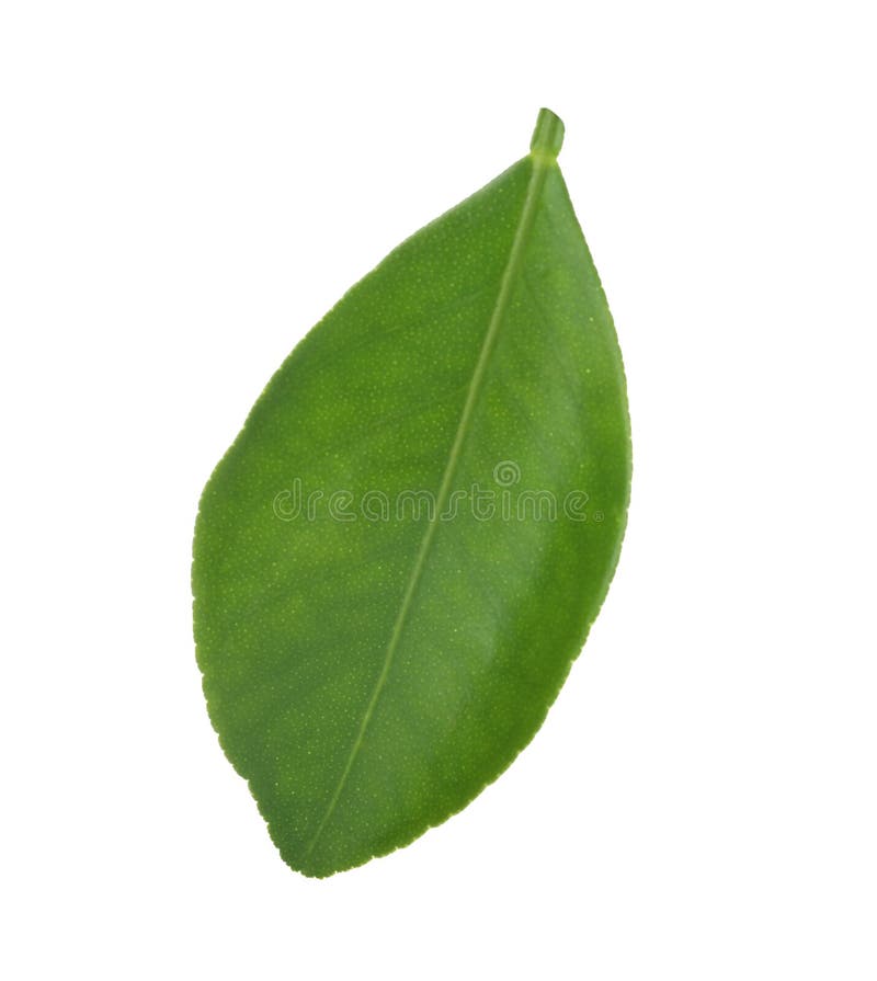 Fresh green orange leaf stock image. Image of botanical 141043293