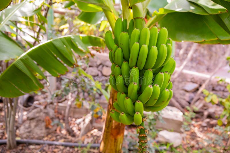 Fresh Organic Green Banana Bunch at Farm Stock Photo by kjekol