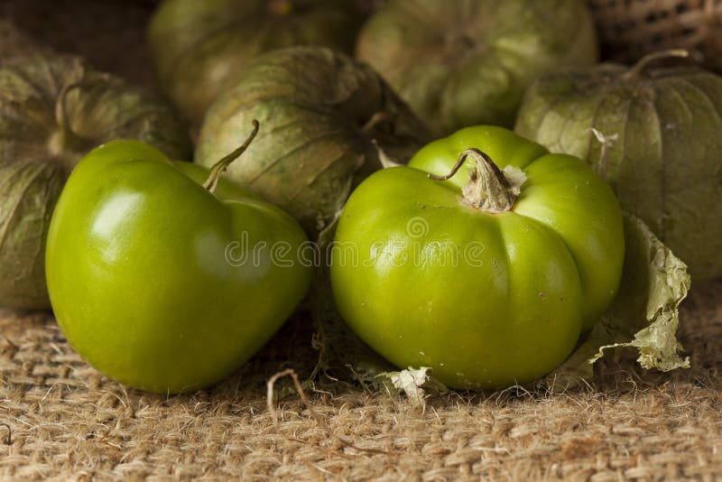 Green Tomatillo stock image. Image of vegetable, green 13786295
