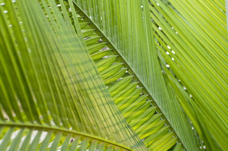 Fresh green palm leaf, can be used for background, shallow depth of field. Fresh green palm leaf, can be used for background, shallow depth of field