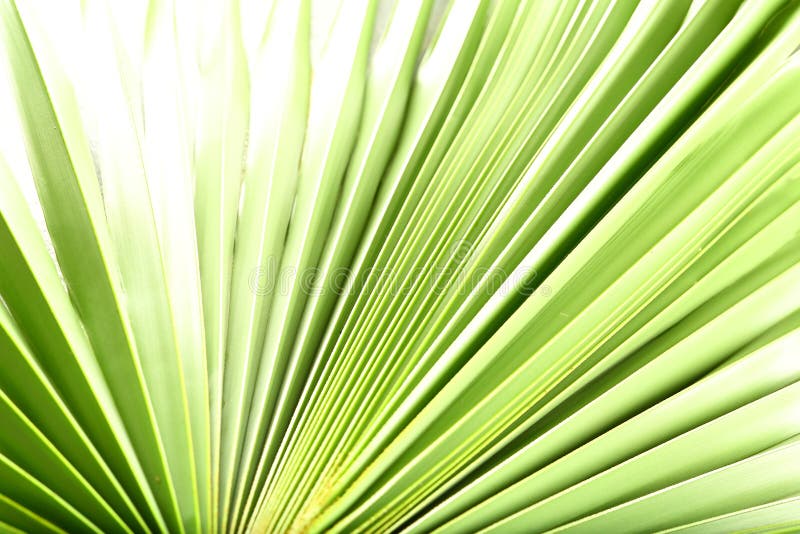 Fresh green palm leaves organic background
