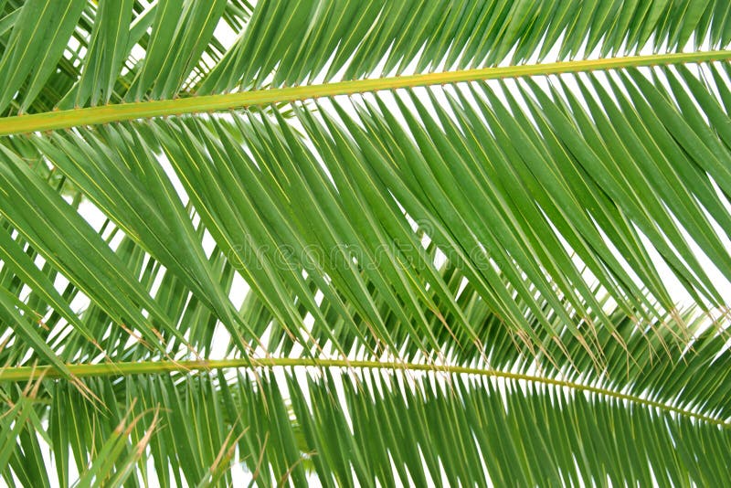 Fresh green palm tree leaf stock photo. Image of foliage 35755218