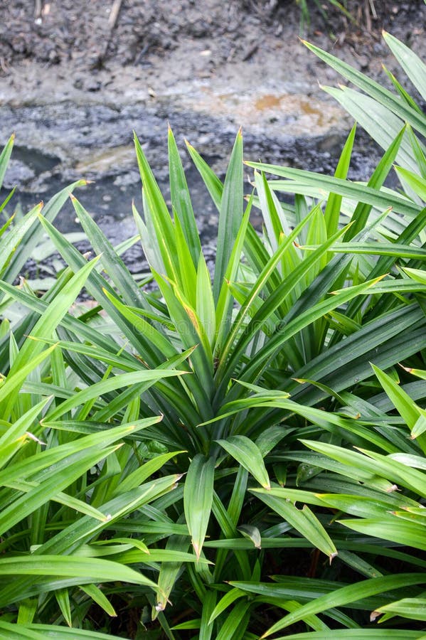 Pandanus Amaryllifolius Plant Stock Photo Image of amaryllifolius