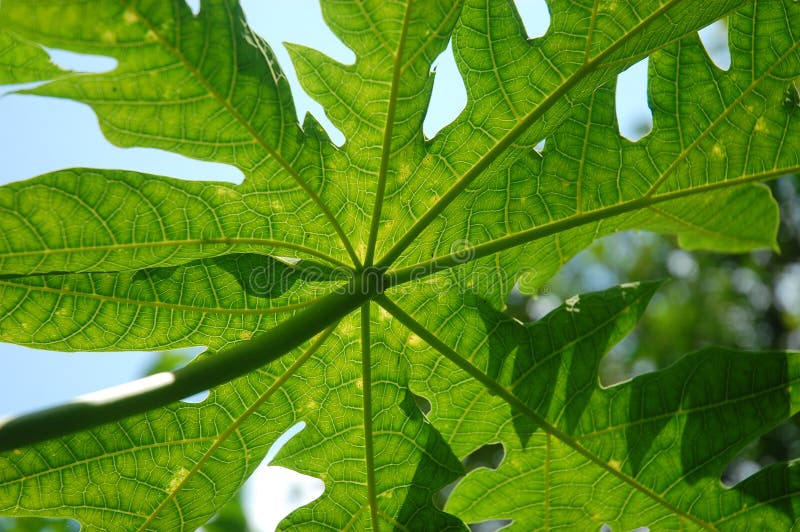 Fresh Green Papaya Leaf Texture Pattern Has a Bitter Taste Stock Image