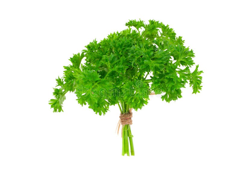 Fresh green parsley stock photo. Image of fragrant, vegetable 26742792