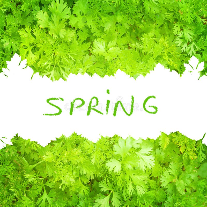 Fresh green parsley border stock image Fresh green parsley border stock image